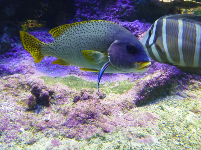 Aquarium Genua